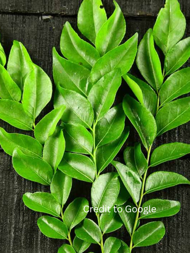 Thumbnail for How To Store Curry Leaves Or Curry Patta For Long Time