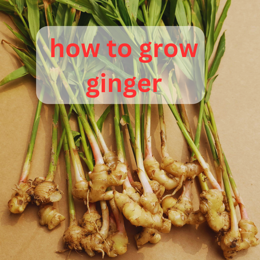 Thumbnail for How To Store Ginger